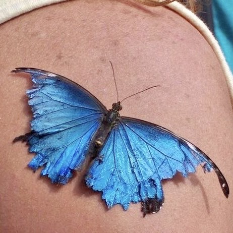 significado de tatuajes de mariposas con alas rotas, ¿Qué significa tener un tatuaje de una mariposa? ¿Qué significa la mariposa con flores en tatuaje? ¿Qué significa mariposas en el brazo? ¿Qué significa el tatuaje de mariposa de Harry?